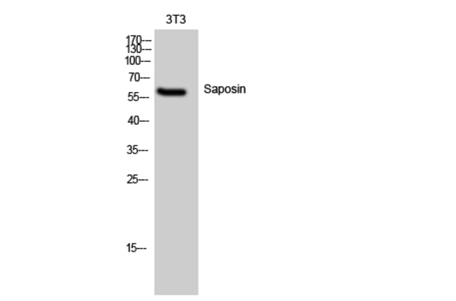 Western Blot - Anti-PSAP Antibody (C17862) - Antibodies.com