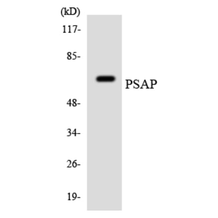 Western Blot - Anti-PSAP Antibody (R12-3376) - Antibodies.com