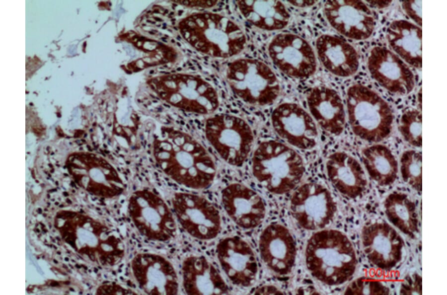 Immunohistochemistry - Anti-PROC Antibody (C30257) - Antibodies.com