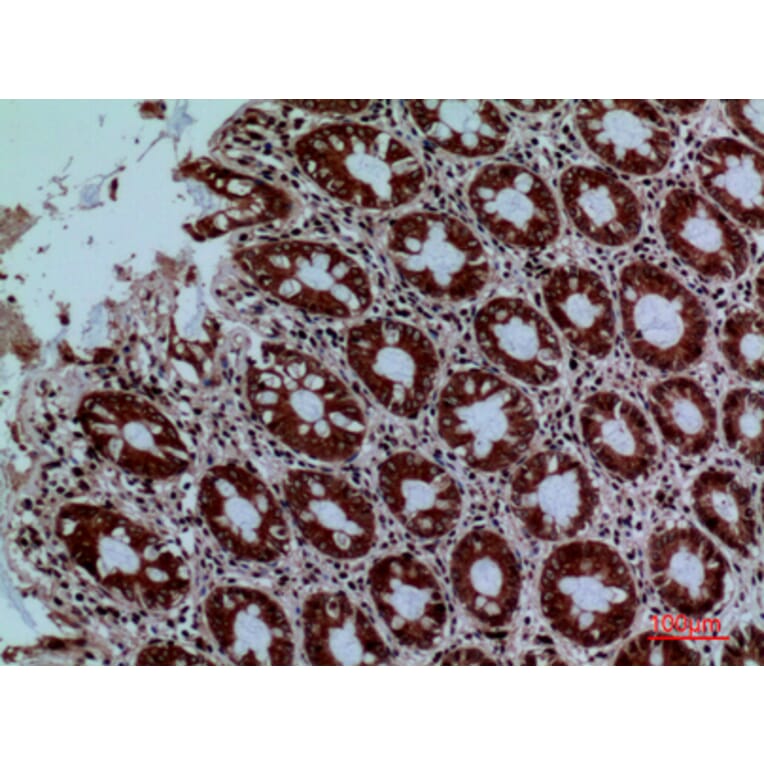Immunohistochemistry - Anti-PROC Antibody (C30257) - Antibodies.com
