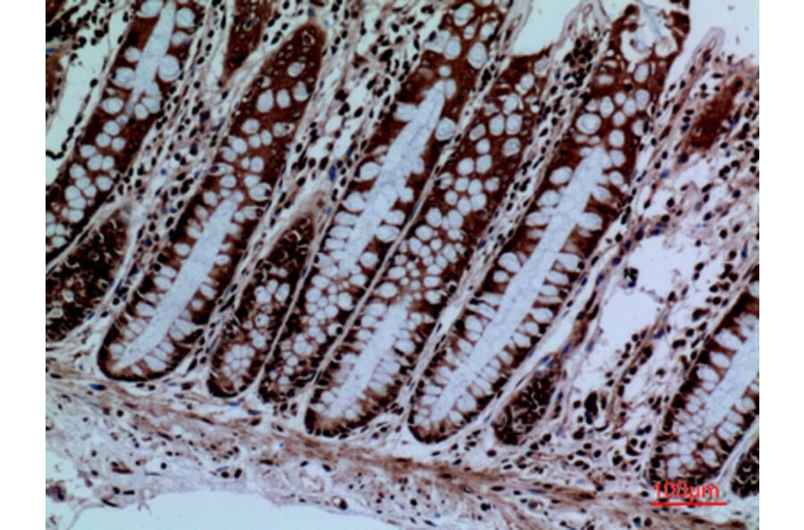 Immunohistochemistry - Anti-PROC Antibody (C30257) - Antibodies.com