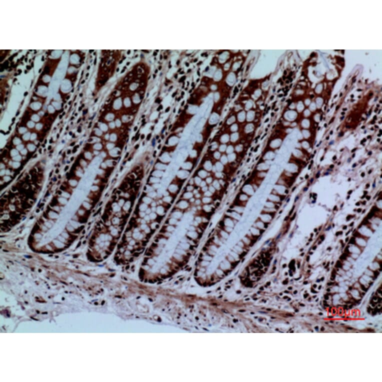 Immunohistochemistry - Anti-PROC Antibody (C30257) - Antibodies.com