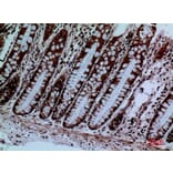 Immunohistochemistry - Anti-PROC Antibody (C30257) - Antibodies.com
