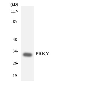 Western blot analysis of the lysates from COLO205 cells using Anti-PRKY Antibody.