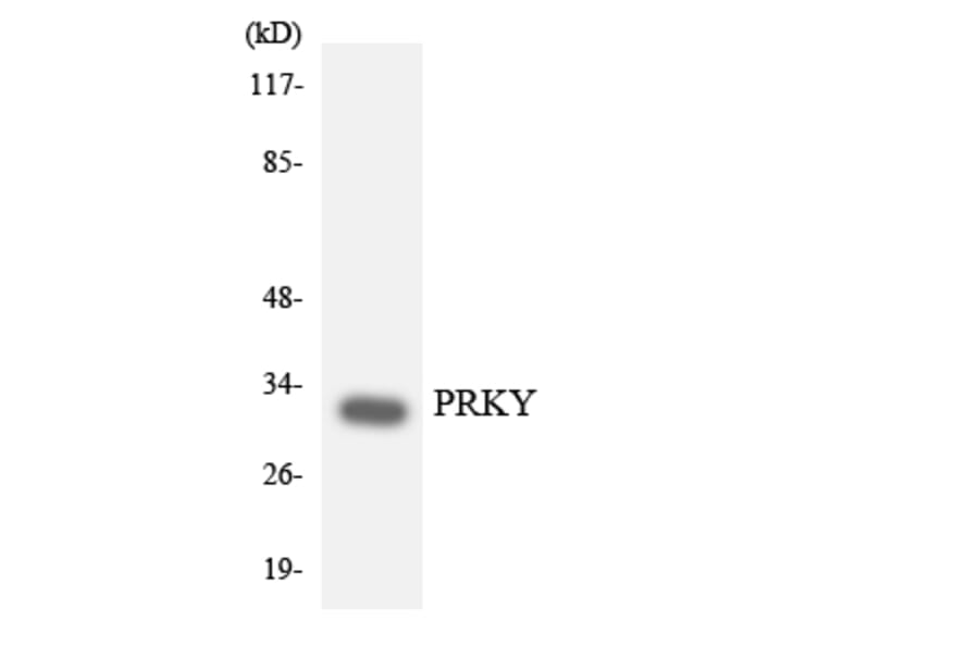 Western Blot - Anti-PRKY Antibody (R12-3368) - Antibodies.com