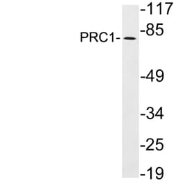Western Blot - Anti-PRC1 Antibody (R12-2319) - Antibodies.com
