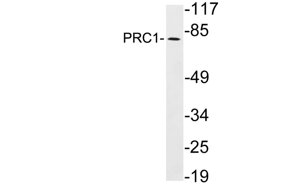 Western Blot - Anti-PRC1 Antibody (R12-2319) - Antibodies.com