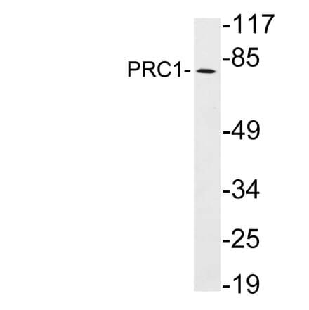 Western Blot - Anti-PRC1 Antibody (R12-2319) - Antibodies.com