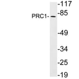 Western Blot - Anti-PRC1 Antibody (R12-2319) - Antibodies.com