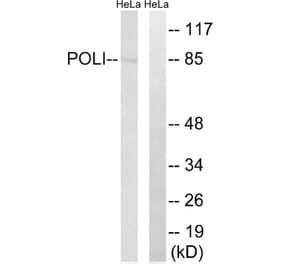 Western Blot - Anti-POLI Antibody (C15414) - Antibodies.com