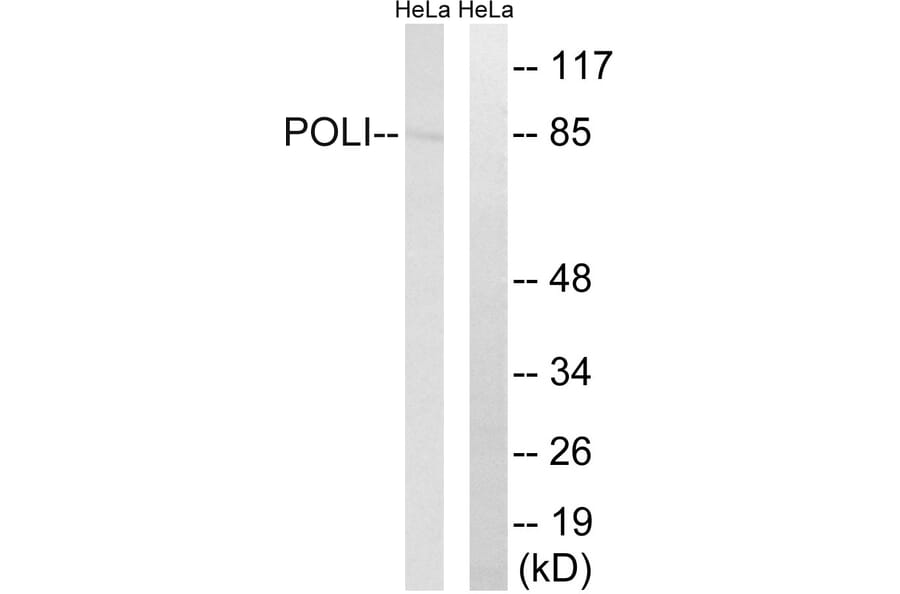 Western Blot - Anti-POLI Antibody (C15414) - Antibodies.com