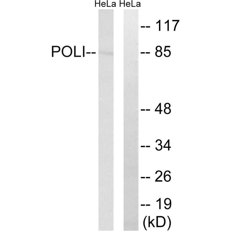 Western Blot - Anti-POLI Antibody (C15414) - Antibodies.com
