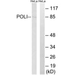 Western Blot - Anti-POLI Antibody (C15414) - Antibodies.com