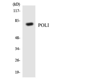 Western Blot - Anti-POLI Antibody (R12-3343) - Antibodies.com