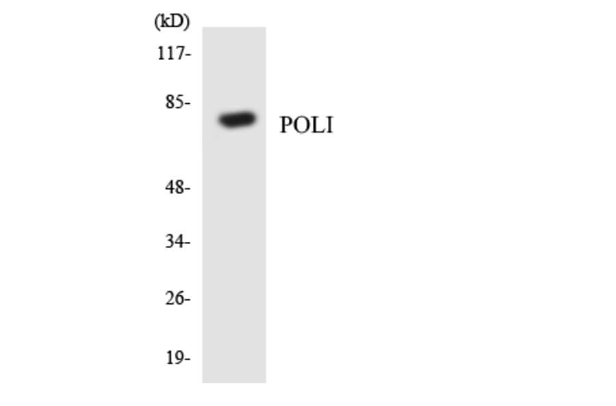 Western Blot - Anti-POLI Antibody (R12-3343) - Antibodies.com