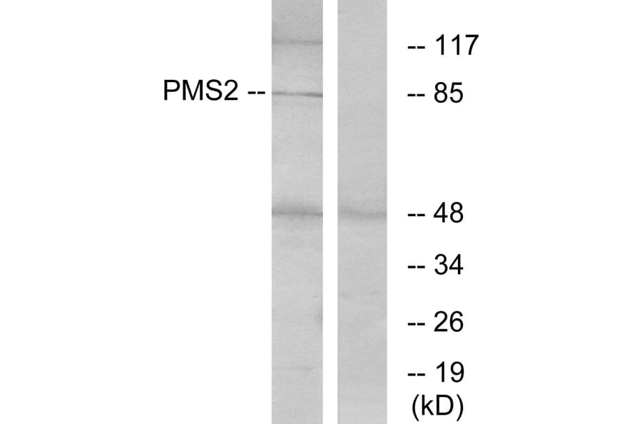 Western Blot - Anti-PMS2 Antibody (C13104) - Antibodies.com