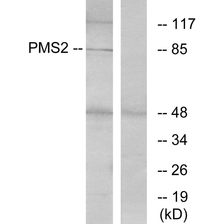 Western Blot - Anti-PMS2 Antibody (C13104) - Antibodies.com