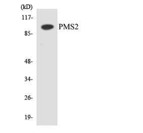 Western Blot - Anti-PMS2 Antibody (R12-3341) - Antibodies.com