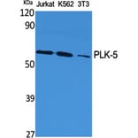 Western Blot - Anti-PLK5 Antibody (C18600) - Antibodies.com