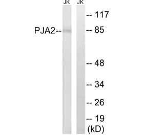 Western Blot - Anti-PJA2 Antibody (C15563) - Antibodies.com