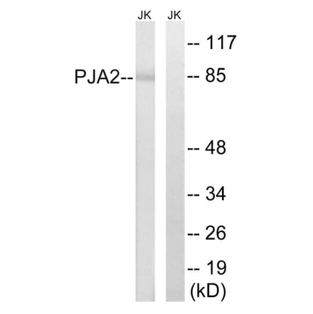 Western Blot - Anti-PJA2 Antibody (C15563) - Antibodies.com