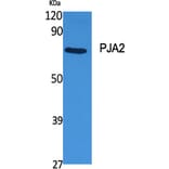 Western Blot - Anti-PJA2 Antibody (C15563) - Antibodies.com