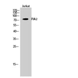 Western Blot - Anti-PJA2 Antibody (C15563) - Antibodies.com