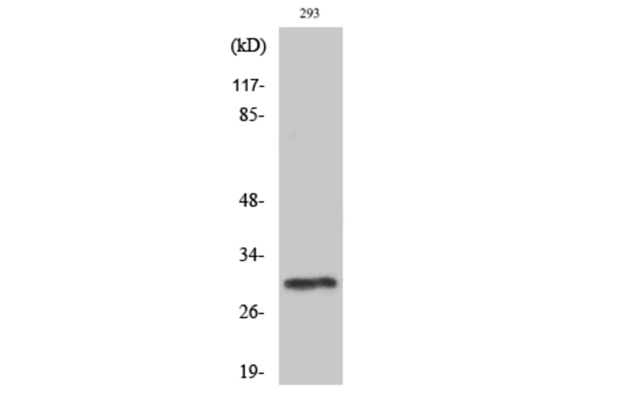 Western Blot - Anti-PIGX Antibody (C17700) - Antibodies.com