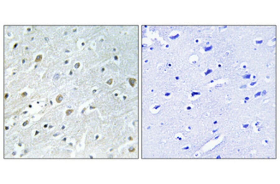 Immunohistochemistry - Anti-PIGX Antibody (C17700) - Antibodies.com