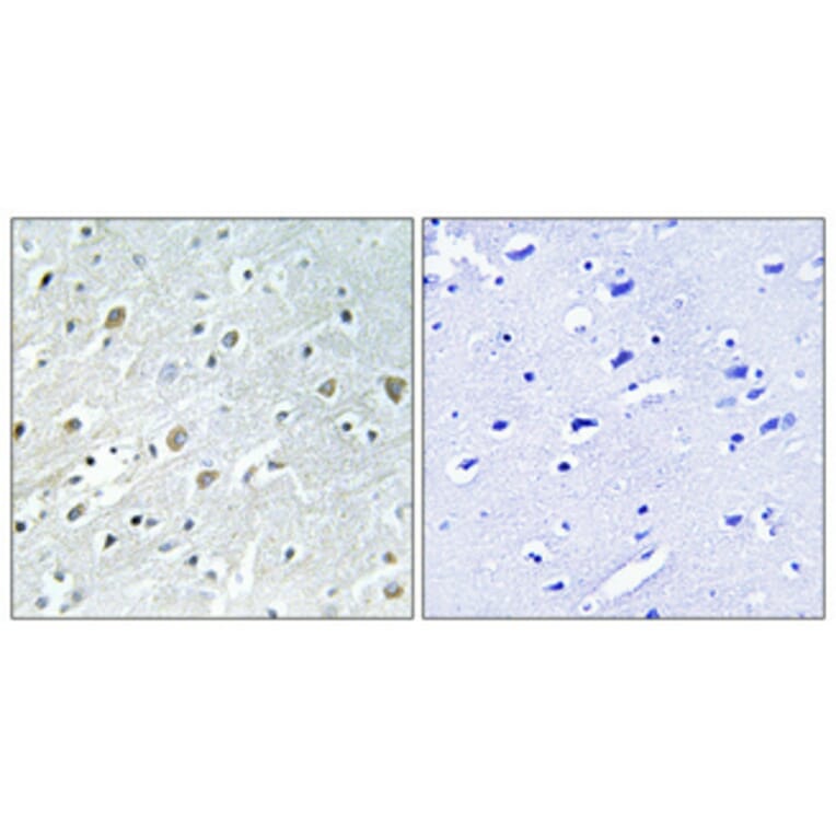 Immunohistochemistry - Anti-PIGX Antibody (C17700) - Antibodies.com