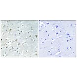 Immunohistochemistry - Anti-PIGX Antibody (C17700) - Antibodies.com