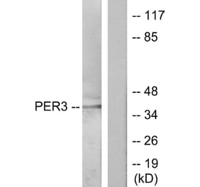 Western Blot - Anti-PER3 Antibody (C10752) - Antibodies.com