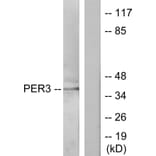 Western Blot - Anti-PER3 Antibody (C10752) - Antibodies.com