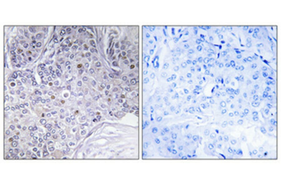 Immunohistochemistry - Anti-PER3 Antibody (C10752) - Antibodies.com