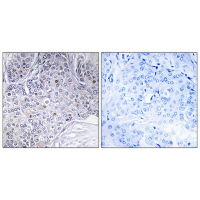 Immunohistochemistry - Anti-PER3 Antibody (C10752) - Antibodies.com