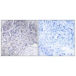 Immunohistochemistry - Anti-PER3 Antibody (C10752) - Antibodies.com