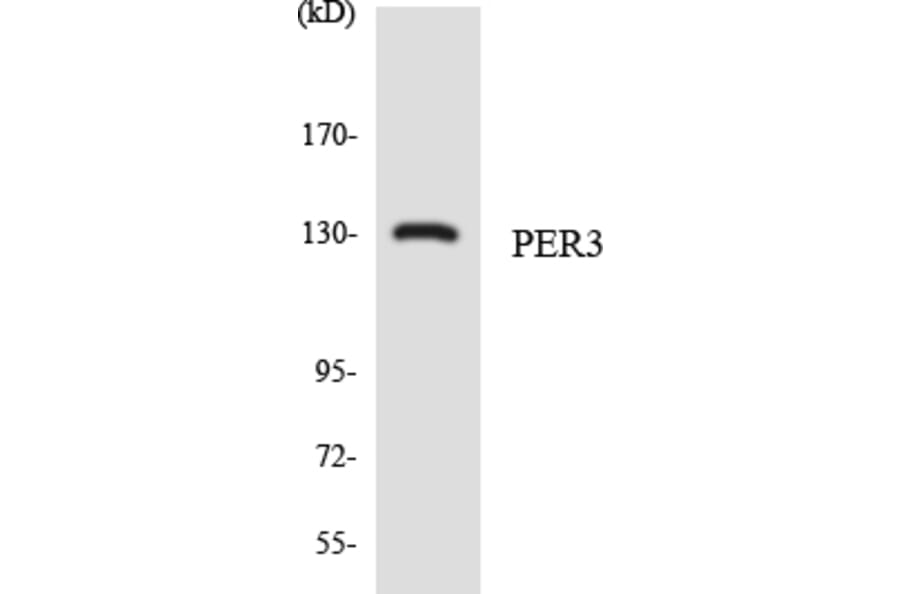 Western Blot - Anti-PER3 Antibody (R12-3317) - Antibodies.com