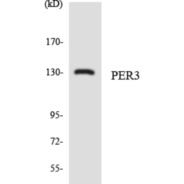 Western Blot - Anti-PER3 Antibody (R12-3317) - Antibodies.com