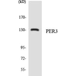 Western Blot - Anti-PER3 Antibody (R12-3317) - Antibodies.com