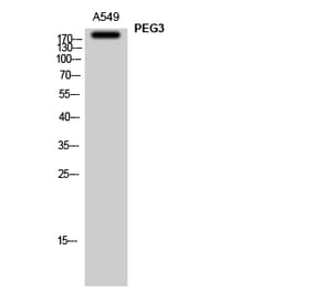 Western Blot - Anti-PEG3 Antibody (C11667) - Antibodies.com