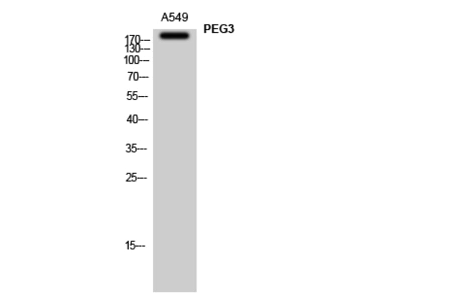Western Blot - Anti-PEG3 Antibody (C11667) - Antibodies.com