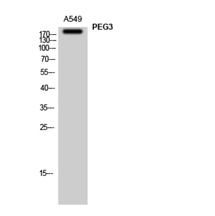 Western Blot - Anti-PEG3 Antibody (C11667) - Antibodies.com