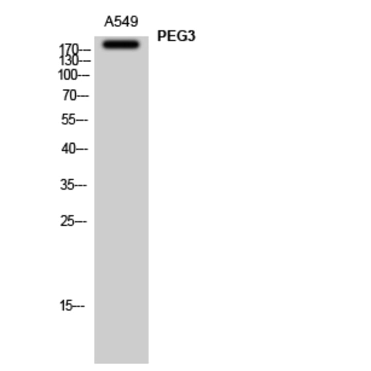 Western Blot - Anti-PEG3 Antibody (C11667) - Antibodies.com