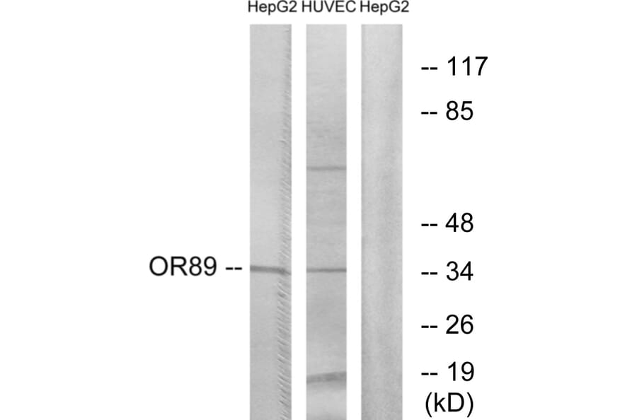 Western Blot - Anti-OR89 Antibody (G486) - Antibodies.com