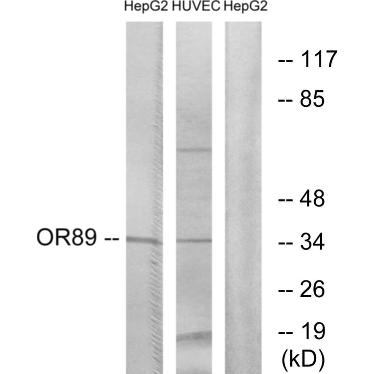 Western Blot - Anti-OR89 Antibody (G486) - Antibodies.com