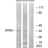 Western Blot - Anti-OR89 Antibody (G486) - Antibodies.com