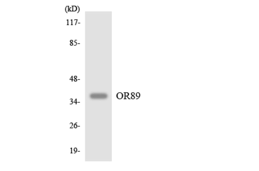 Western Blot - Anti-OR89 Antibody (R12-3262) - Antibodies.com