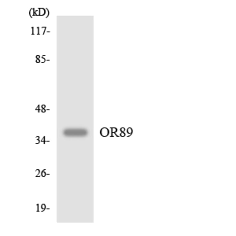 Western Blot - Anti-OR89 Antibody (R12-3262) - Antibodies.com