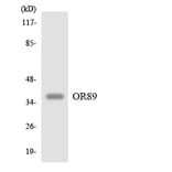 Western Blot - Anti-OR89 Antibody (R12-3262) - Antibodies.com
