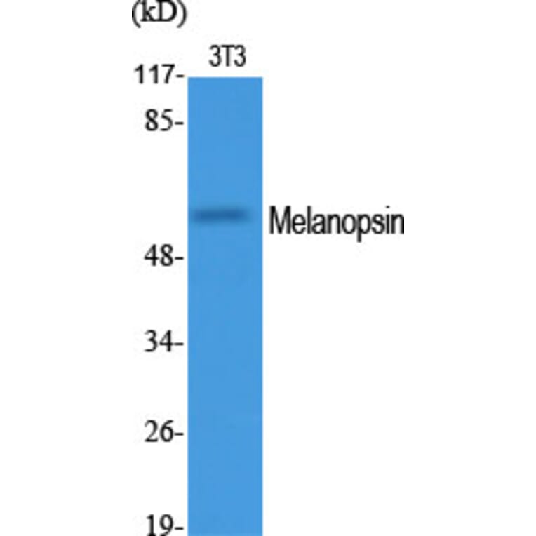 Western Blot - Anti-OPN4 Antibody (G488) - Antibodies.com